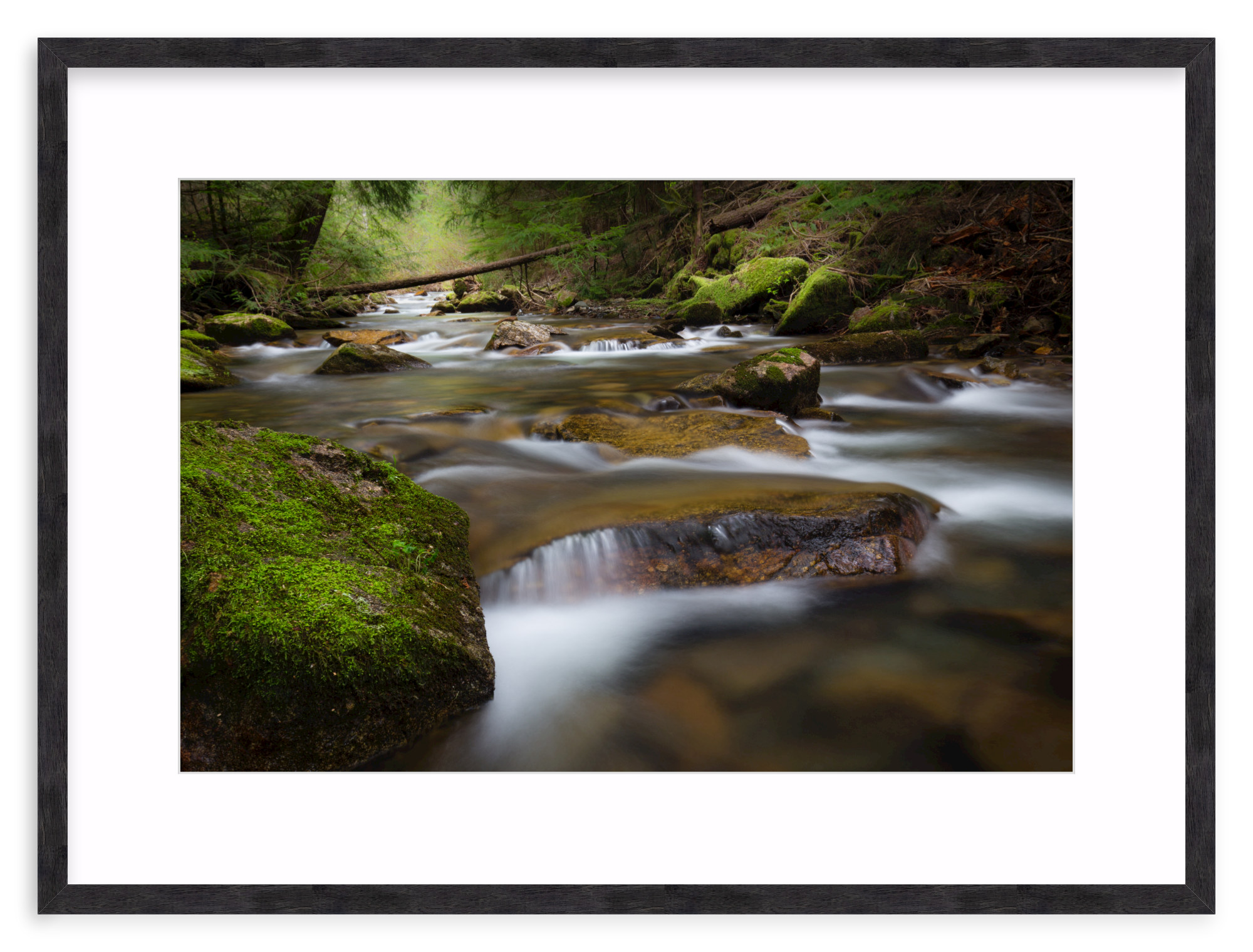 Black Walnut (Gallery) / 24" x 16" | waterfall in creek