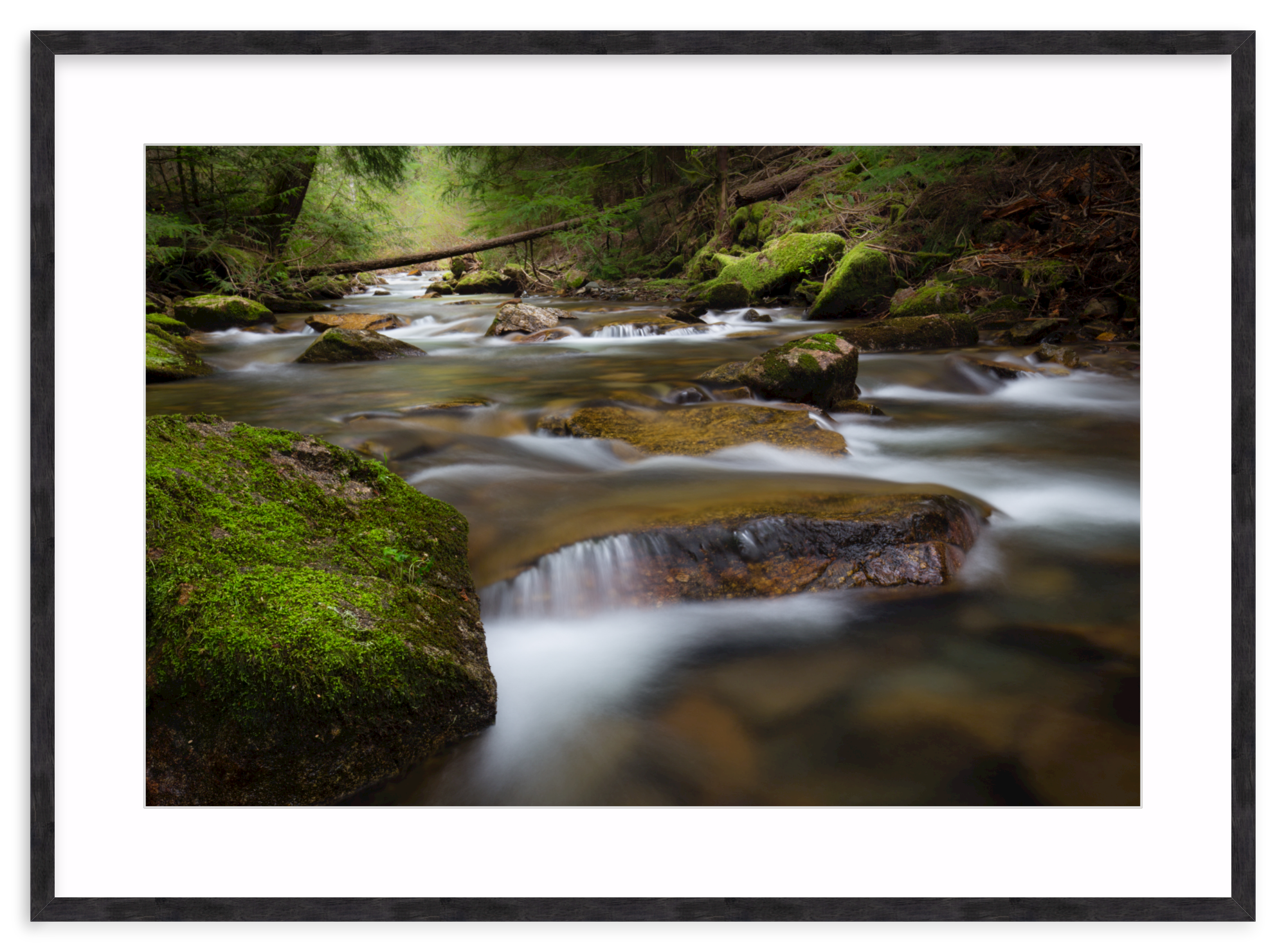 Black Walnut (Gallery) / 33" x 22" | small creek and waterfall